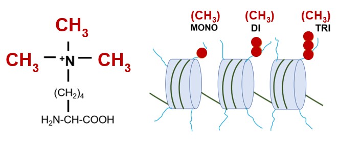 Set1 is a lysine methyltransferase that catalyzes the methylation of a lysine residue (K4) in the N terminal tail of histone H3 proteins. Histone H3 proteins are subunits of nucleosomes that comprise eukaryotic chromatin. Left, a trimethylated lysine residue; right, chromatin with nucleosomes with histone H3 proteins that are mono, di or trimethylated on K4 by Set1.