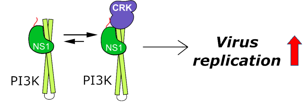 Ternary interaction of NS1 with host PI3K and CRK.