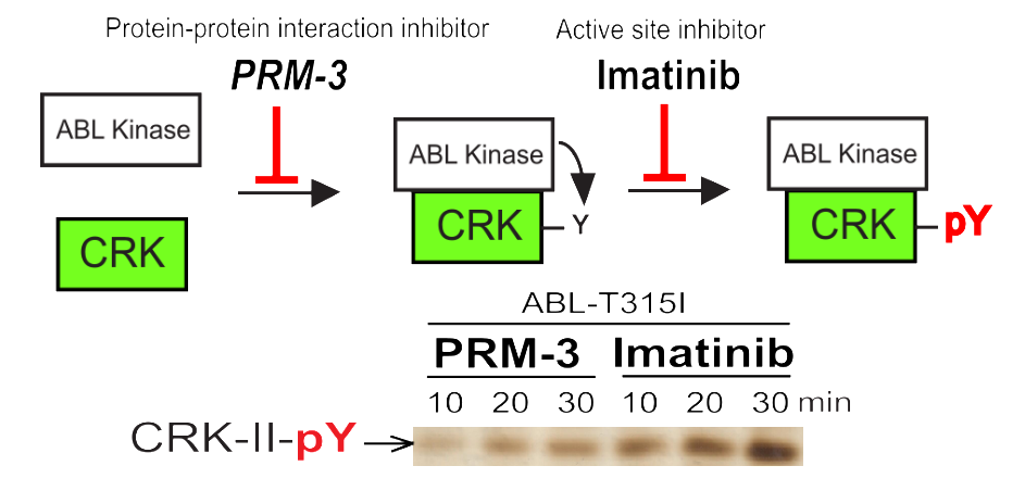 Protein-protein interaction inhibitors.