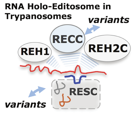 These dynamic assemblies involve RNA-mediated interactions of three macromolecular complexes: RNA Editing Core Complex, RNA Editing Substrate Complex, and RNA Editing Helicase 2 Complex.