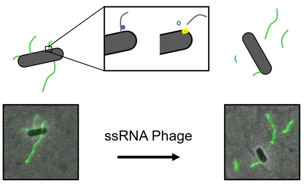 The E. coli F-pili are detached due to the infection of ssRNA phage. 