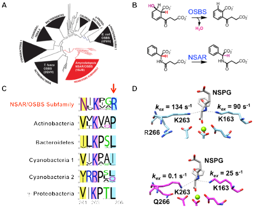 Identification of a specificity determinant in an NSAR/OSBS enzyme. A) The OSBS family can be divided into several structurally distinct subfamilies. NSAR activity evolved in one subfamily, shown in red. B) The OSBS and NSAR reactions use structurally similar substrates to catalyze different different reactions. C) Sequence logos of each subfamily show that R266 is conserved in the NSAR/OSBS subfamily, while position 266 is primarily nonpolar in other OSBS subfamilies. D) Hydrogen-deuterium exchange experiments show that mutating the conserved R2666 (top) to glutamine (bottom) severely reduces the rate of proton exchange between the catalytic K263 and the substrate.