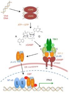 The cGAS-STING pathway in innate immunity.