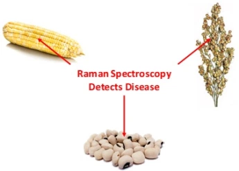 Raman spectroscopy is capable of highly accurate diagnostics of plant diseases and identification of plant varieties.