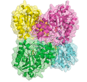 Structure of CPS in strain NCTC11168 from C. jejuni.