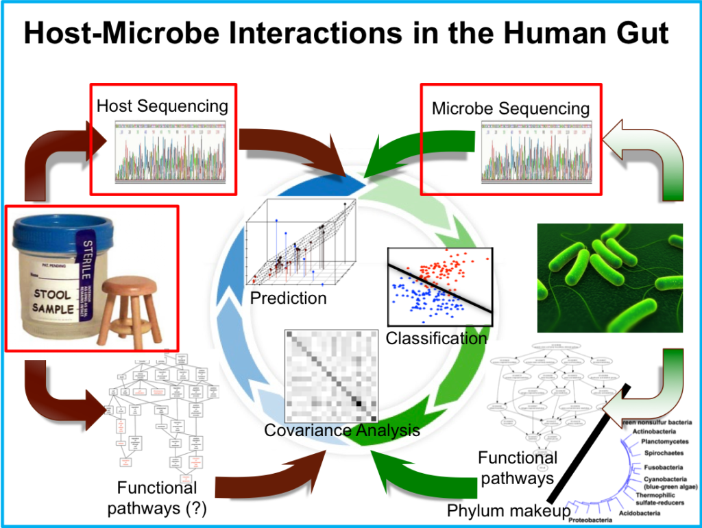 Host-Microbe interactions in the human gut. 