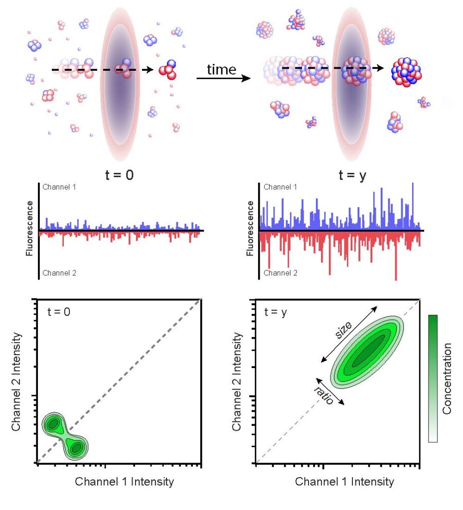 Burst analysis spectroscopy (BAS) measures the population-resolved kinetics of biological nanoparticle assembly and disassembly. Fluorescent particles are advectively flowed through one or more focused laser beams.