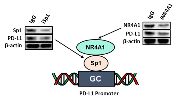 PD-L1 can be targeted by drugs downregulating Sp proteins.