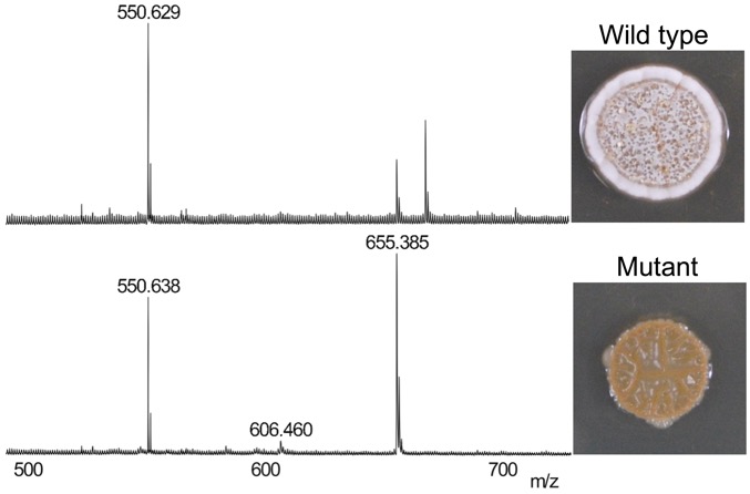 Disruption of secondary metabolite synthesis generates phenotypes, which are observed using MALDI-mass spectrometry (left) and colony morphology (right). We use this approach to discover new metabolites for bacterial growth and competitive fitness. (Unpublished data.)