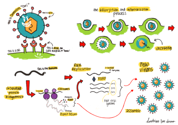 Lifecycle of a coronavirus entering and replicating inside a host cell. The (+)-stranded RNA is released upon viral entry, which starts the process of generating the viral coat and replicating the RNA genome.