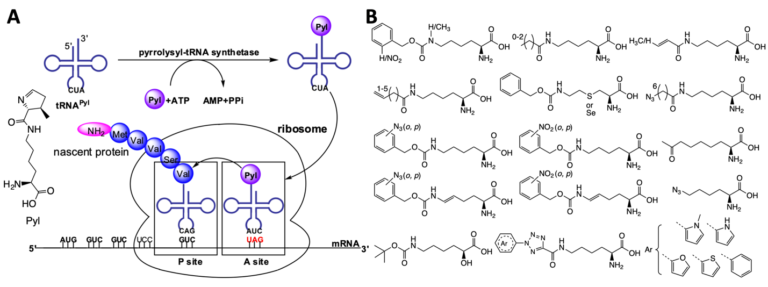 (A) A diagram to illustrate a chemical biology approach that probes sirtuin-targeted nucleosomal deacylation sites. (B) SIRT6 activities on 9 OcK-containing nucleosomes. EtBr stained the nucleosome DNA.