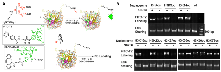A) A diagram to illustrate a chemical biology approach that probes sirtuin-targeted nucleosomal deacylation sites. (B) SIRT6 activities on 9 OcK-containing nucleosomes. EtBr stained the nucleosome DNA.See J. Am. Chem. Soc. 141, 2472–2473 (2019). 