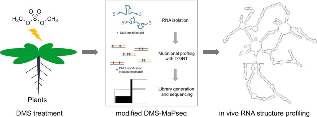 Genome-wide probing and functional analysis of RNA secondary structures.