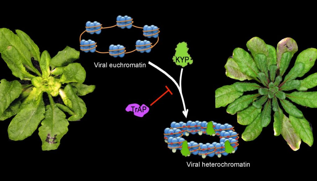 Epigenetic suppression by the viral protein TrAP.