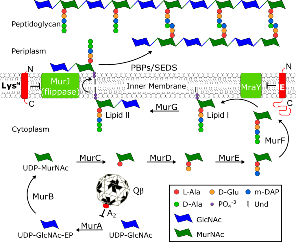 The peptidoglycan biosynthesis pathway and Sgl inhibitors.