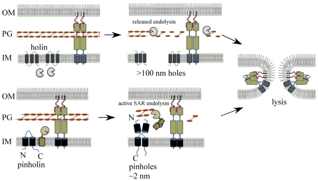Model for spanin-mediated canonical holin-endolysin and pinholin-SAR endolysin phage MGL pathways.