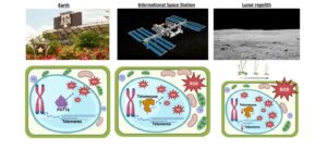 Telomere behavior on Earth, on the International Space Station, and in lunar regolith simulant