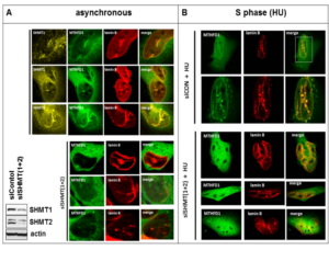 A MTHFD1-GFP fusion protein localizes to the nucleus at S-phase in HeLa cells where it co-localizes with a laminB-RFP fusion protein (upper panel).  Co-lhe localization of MTHFD1-GFP with LaminB-RFP requires SHMT1 expression (lower panel), as the SHMT1 protein is the scaffold that connects the thymidylate de novo synthesis multi-enzyme complex to the nuclear lamina