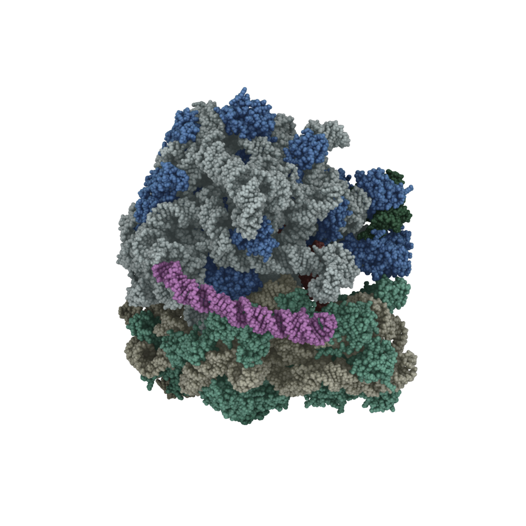 Cryo-EM structure of the Mycobacterium tuberculosis ribosome.