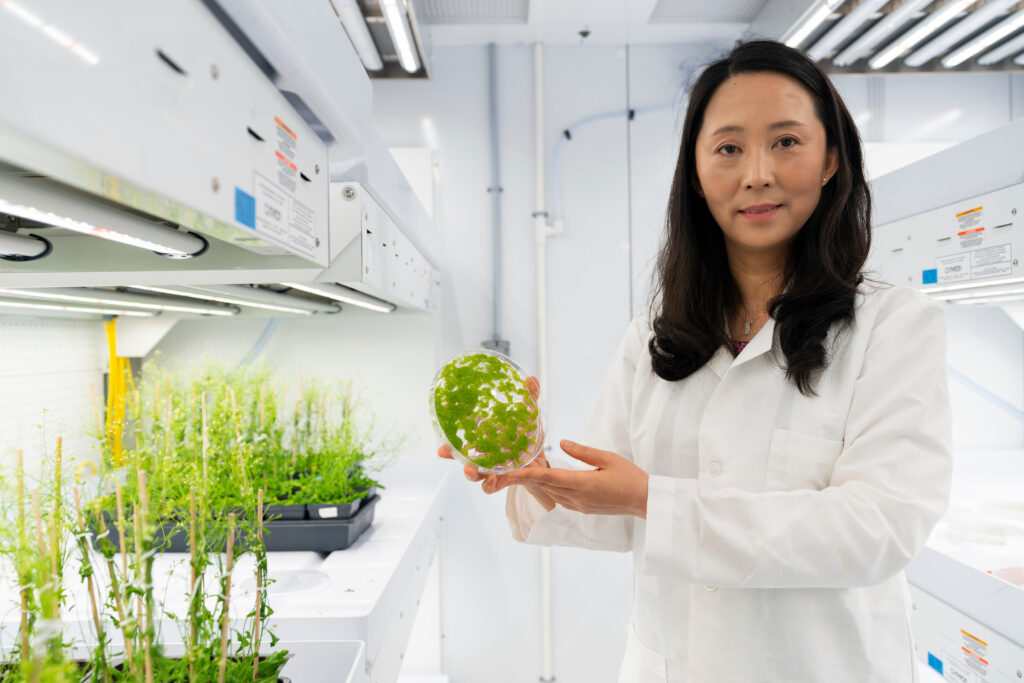 Juan Dong, Ph.D., stands in the lab wearing a lab coat and holding a dish with plant samples growing.