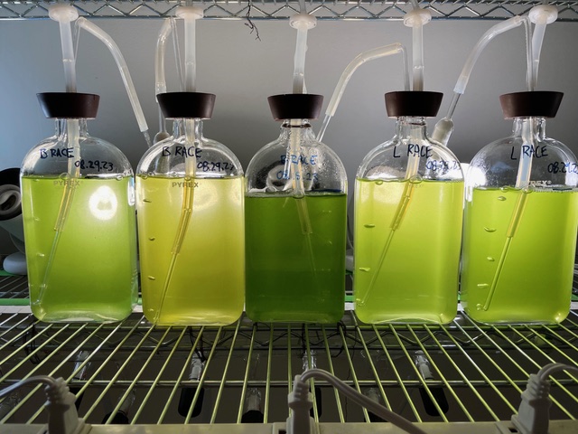 Five bottles of green algae of varying levels of opacity on a shelf with gas tubes attached