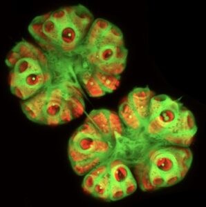 A confocal microscopy image of a B. braunii colony showing chloroplast localization from chlorophyll autofluorescence (red) and stained with Nile red (green) to visualize the liquid hydrocarbons.