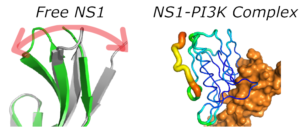 Role of protein motion in host-virus interaction.