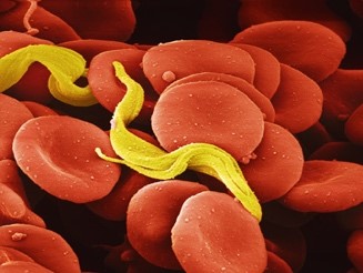 Pathogenic trypanosomatid hemoflagelates exhibit essential metabolic pathways that can be used to develop drugs against these human parasites.