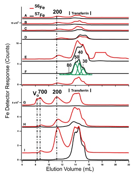 LC-ICP-MS of iron complexes in blood.