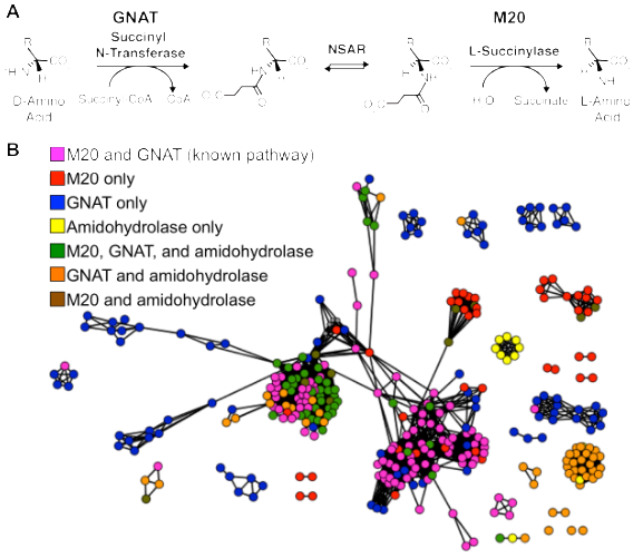 Comparative genomics shows that NSAR genes occur in a variety of operon contexts. A) Characterized pathway that utilizes NSAR activity. B) Genome context network showing variations among the genes that are encoded next to an NSAR gene.