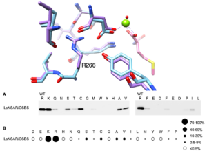 Model showing the relationship described in the caption below
