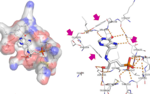 X-ray structure of T. cruzi HGXPRT bound to the purine-phospho-serinol transition-state analog (compound 53).