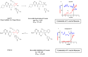 Irreversible and reversible inhibition of the cysteine protease cruzain from Trypanosoma cruzi. K11777 is a drug candidate for Chagas disease, shown with its effect in killing T. cruzi at sub-micromolar (700 nM) concentrations (red curves) in infected mouse myocytes (cell toxicity to murine cells, blue curves). Mechanism of reversible covalent inhibition by vinyl-pyridine (PVH 11), and its anti-T. cruzi efficacy in infected muring myocytes.