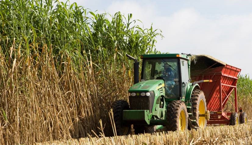 Bioenergy sorghum at harvest