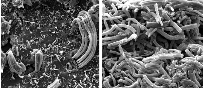 SEM image of wax on bioenergy sorghum stems.