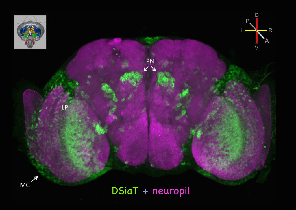 DSiaT is expressed in numerous cells in the adult brain, including neurons of the optic lobes (MC, medulla cortex; LP, lobula plate) and the olfactory system (PN, projection neurons).