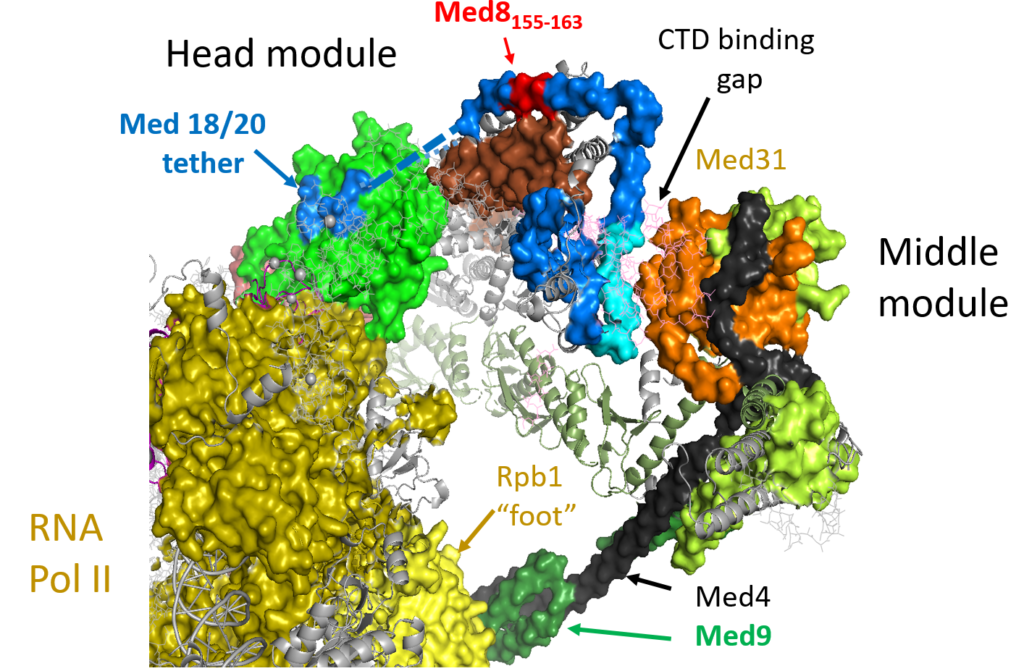 Structure 5OQM of the mediator complex, indicating the region of Med8 that is important for ethanol tolerance in yeast.