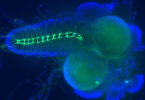 microscope image showing POM mutations