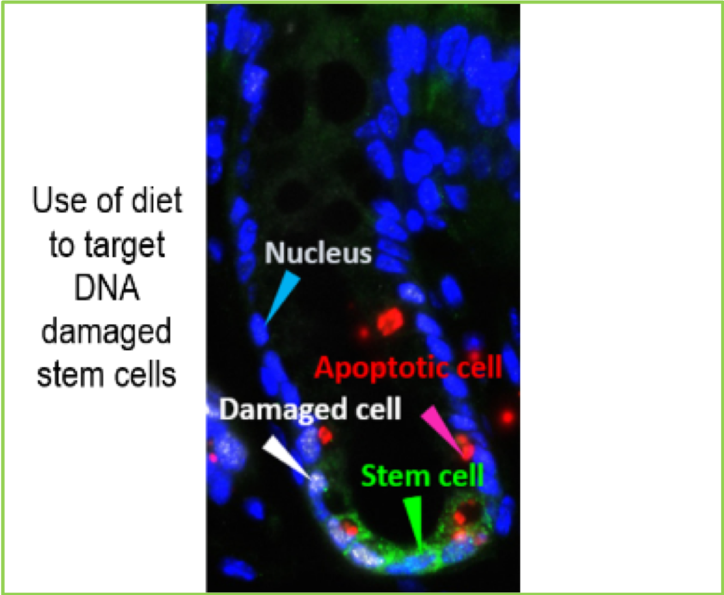 Representative fluorescence microscopy identifying stem cells (green-Lgr5 positive), DNA damaged (white-γH2AX positive), apoptotic (red-cleaved caspase3 positive) and targeted apoptotic (orange-γH2AX, cleaved caspase3 double positive) cells in the mouse colon.
