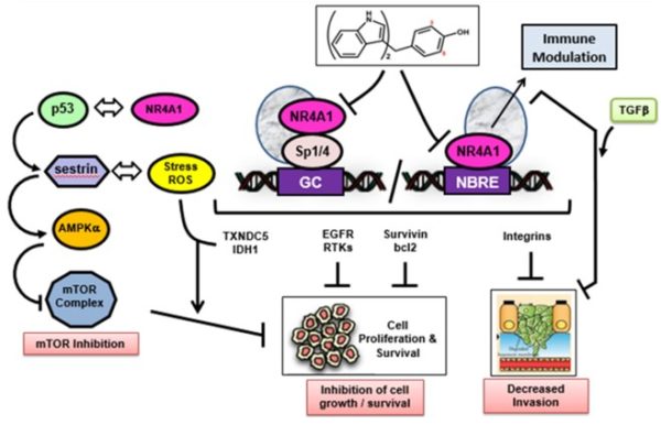 NR4A1 antagonists inhibit multiple pro-oncogenic pathways.
