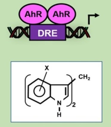 SAhRMs inhibit carcinogenesis.