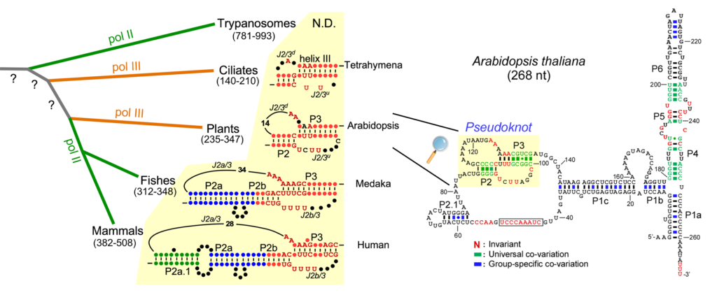 Using a combination of phylogenetic analysis and RNA structural mapping, we developed a robust secondary structure model for A. thaliana (right) and more than 80 other plant species.