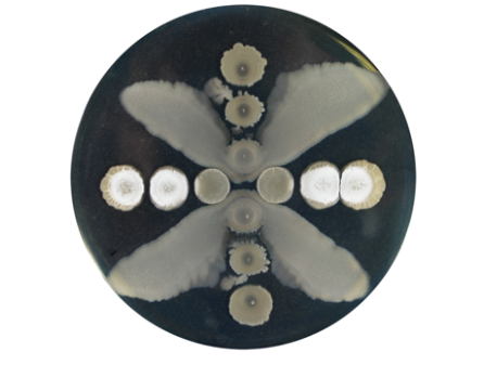 A two-species interaction between bacteria.: Streptomyces venezuelae–six spots in a horizontal line and Bacillus subtilis–six spots on a vertical line. When close to S. venezuelae, the B. subtilis becomes mobile, spreading to form an X pattern.