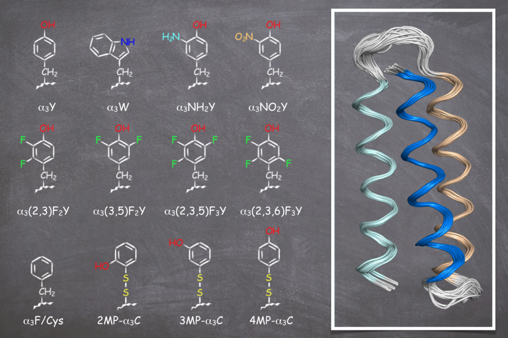 The present state of the α3X family of model proteins designed to study Y and W redox chemistry. The α3X proteins are based on a three-helix bundle (α3) with a single redox-active residue at interior position 32 (X32). Site 32 is occupied by Y32 (in α3Y), W32 (α3W), NH2Y32 (α3NH2Y), and so forth for the displayed residues.