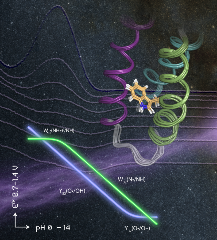 Artistic illustration of basic structural (solution NMR structure of α3W shown as a ribbon diagram), thermodynamic (E°’ vs. pH plots for Y32 and W32 shown in neon) and kinetic (transient absorption spectra following the decay of W32•) characterization of the α3X proteins.