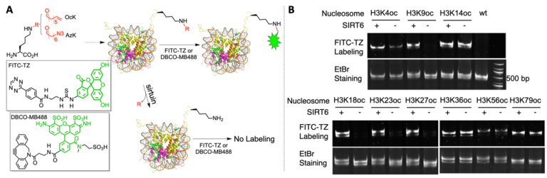 A) A diagram to illustrate a chemical biology approach that probes sirtuin-targeted nucleosomal deacylation sites. (B) SIRT6 activities on 9 OcK-containing nucleosomes. EtBr stained the nucleosome DNA.See J. Am. Chem. Soc. 141, 2472–2473 (2019).