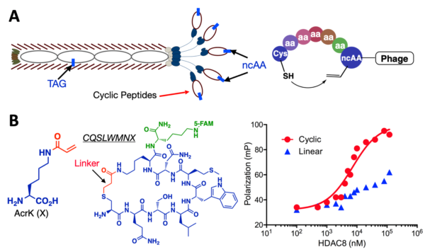 (A) An amber suppression-based approach to link a phenotypic ncAA with a genotypic TAG mutation and a proximity-driven cyclization reaction between a cysteine and an electrophilic ncAA in a phage-displayed peptide. (B) The structure of AcrK, an AcrK-based cyclic peptide inhibitor that was selected for HDAC8 and conjugated to a FITC fluorophore, and its binding to HDAC8. A linearized peptide was included for comparison. The binding was characterized using the fluorescence anisotropy assay.