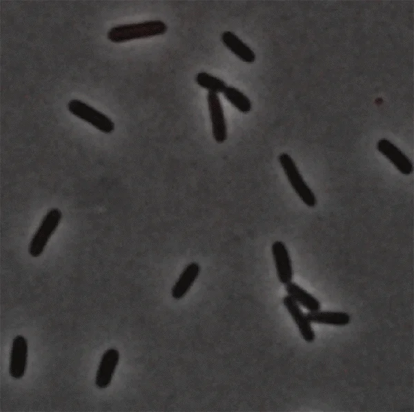 A 4-color system reports different cell fates upon infection of phage lambda.