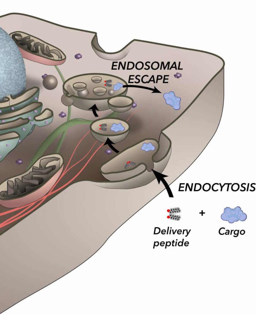 We have developed a class of cell-penetrating peptides that can be used to deliver macromolecules into live human cells. These peptides can be simply co-incubated with a variety of cargos to achieve cellular internalization by endocytosis.