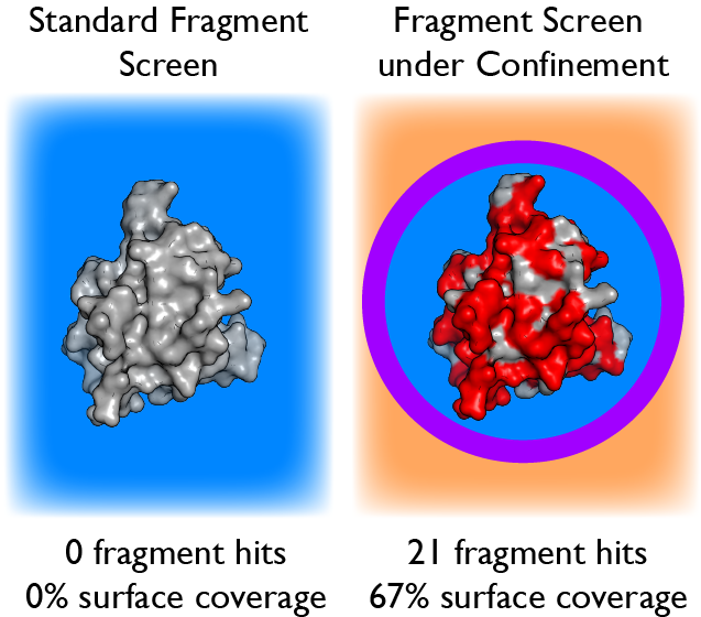 Encapsulation of protein molecules within the water core of a reverse micelle permits detection of extremely weak protein-ligand interactions by solution NMR spectroscopy. This enables a major advance in fragment-based drug discovery. Shown is the unprecedented surface coverage of interleukin-1β, which has been considered undruggable.